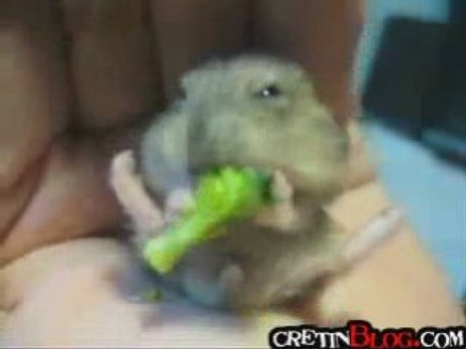 Un bébé hamster trop mignon