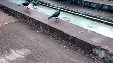 Crows drink and bath water in private place.