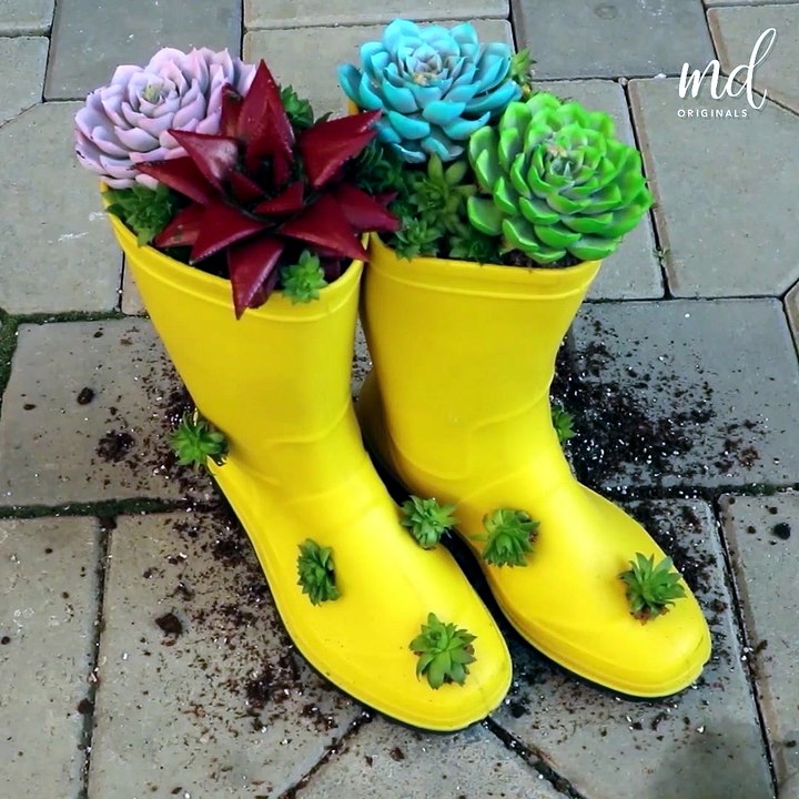 DIY succulent ideas that you might like!
