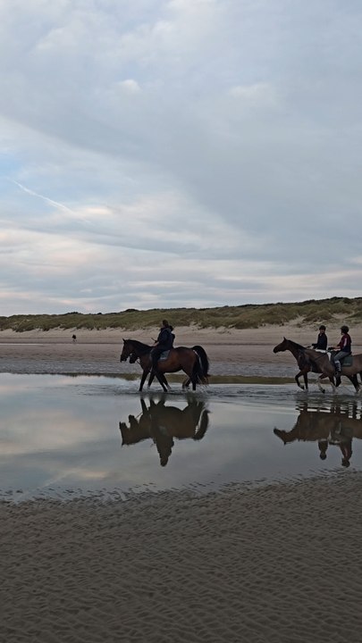 Wild Beach Escape in De Haan 🐎🌊 | Belgium
