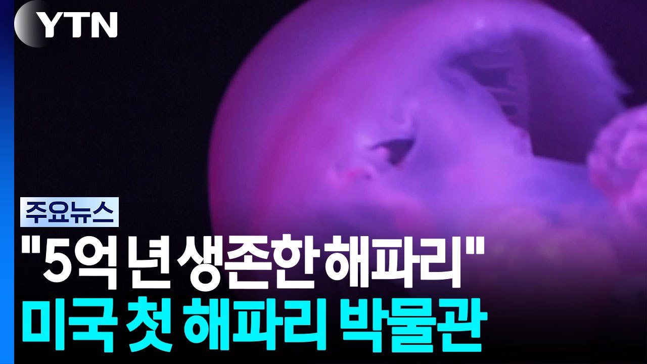 "5억 년 생존한 해파리"...미국 첫 해파리 박물관 / YTN
