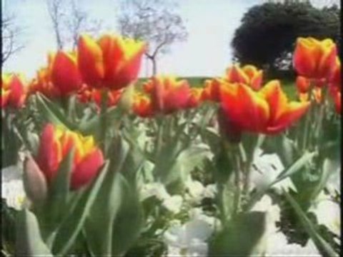 Sourate Takwir récitée par le Cheikh Remzi Er