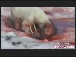 Ours polaire vs Morse !