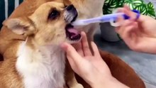Pet Medicine Feeder — Stress-Free Pill Dispenser for Cats & Dogs