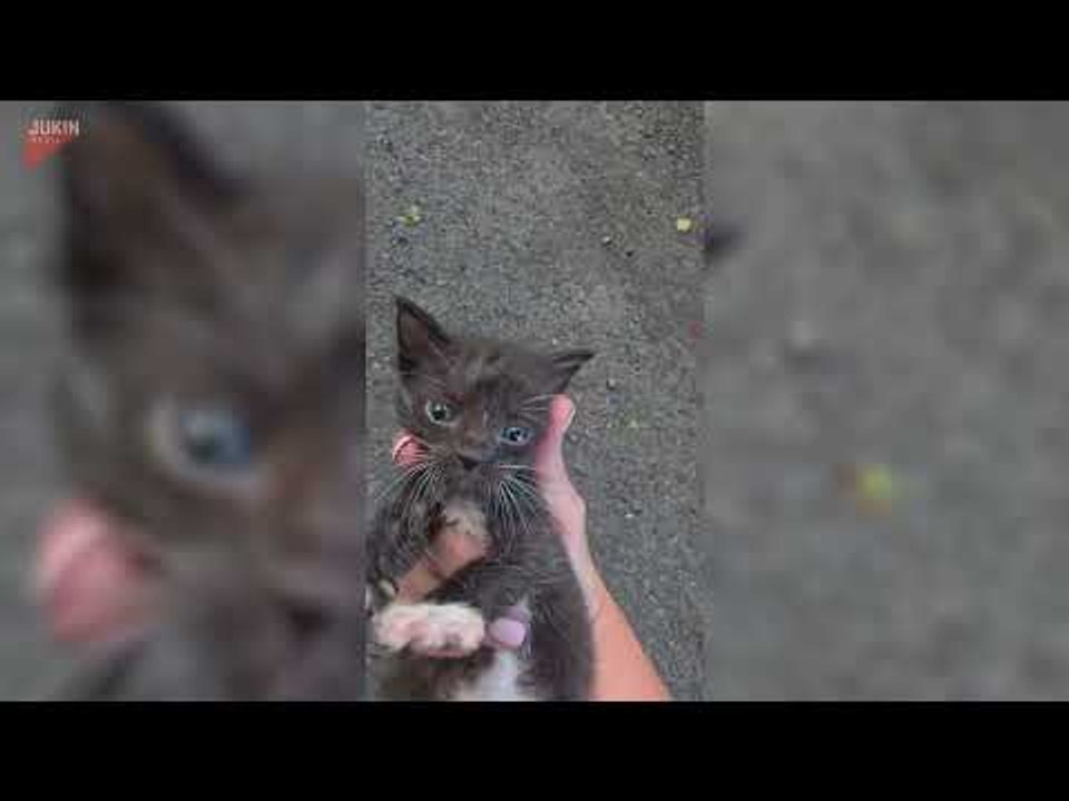 Woman Rescues Kitten From Deserted Street