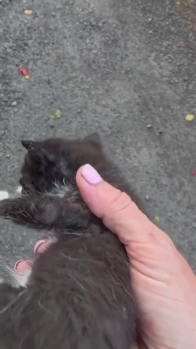 Woman Rescues Kitten From Deserted Street