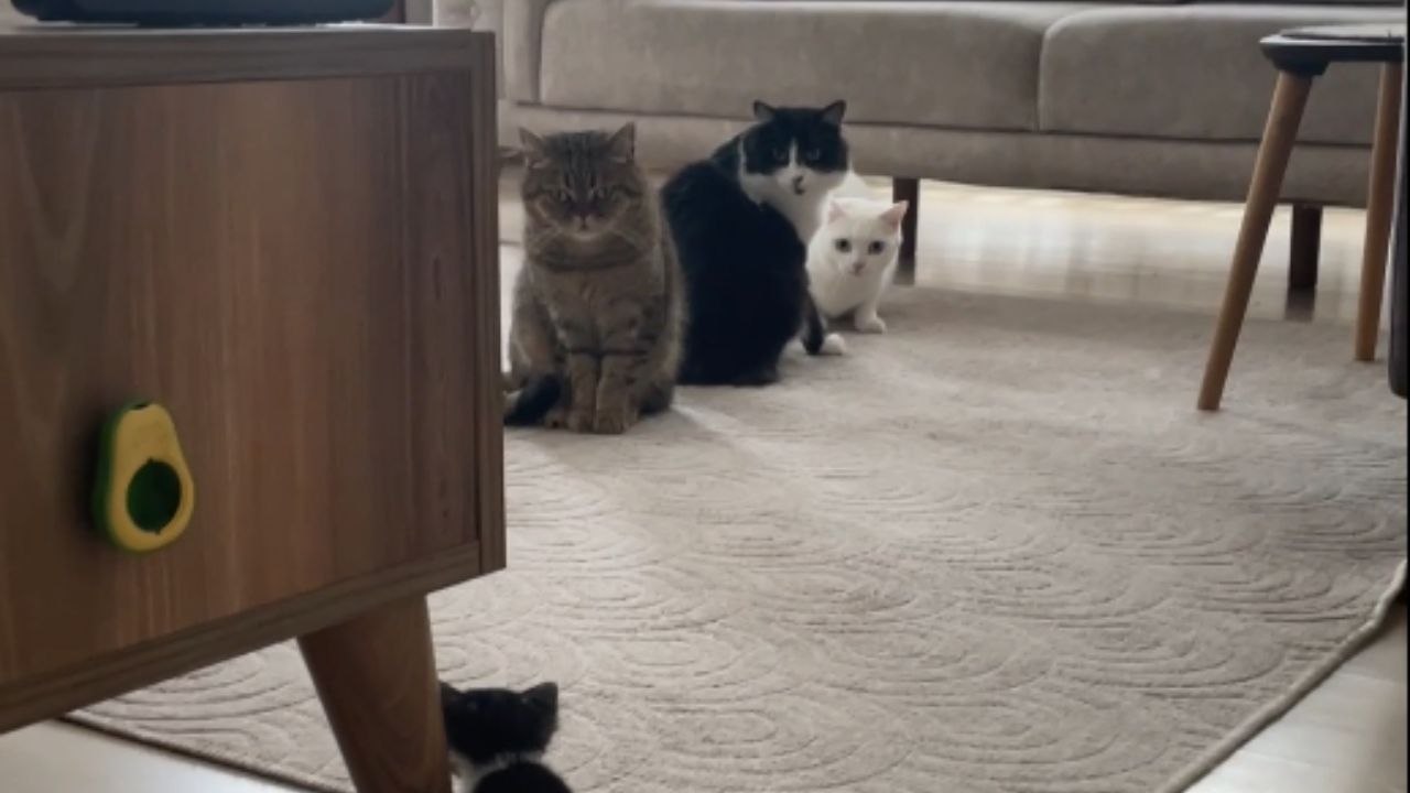 Felines Encounter New Kitten with Cautious Curiosity