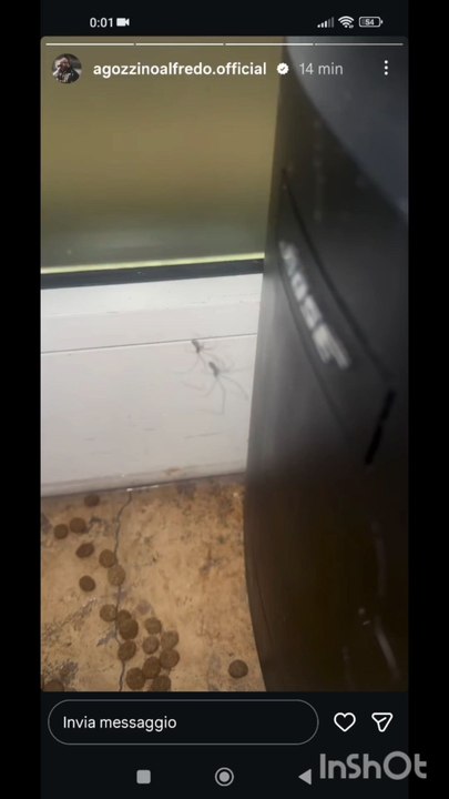 Agozzino Alfredo story sempre dalla parte degli animali e non solo