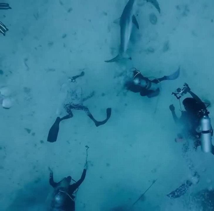 Divers Free Shark Tangled In Rope