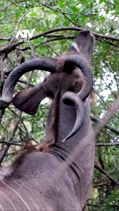 Greater Kudu | African Territory near bush area
