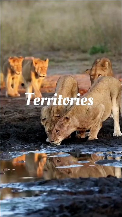 Wildlife Territory! 4k Ultra HD | African Safari