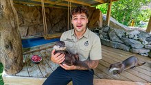 ¡Conseguí otra NUTRIA BEBÉ para mi GRANJA! (La hermana de Lola)