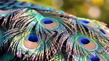 ASIAN RAINFOREST