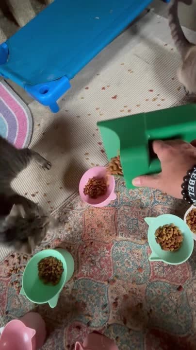 Feral Cat Refuses to Let Caretaker Serve Food i...