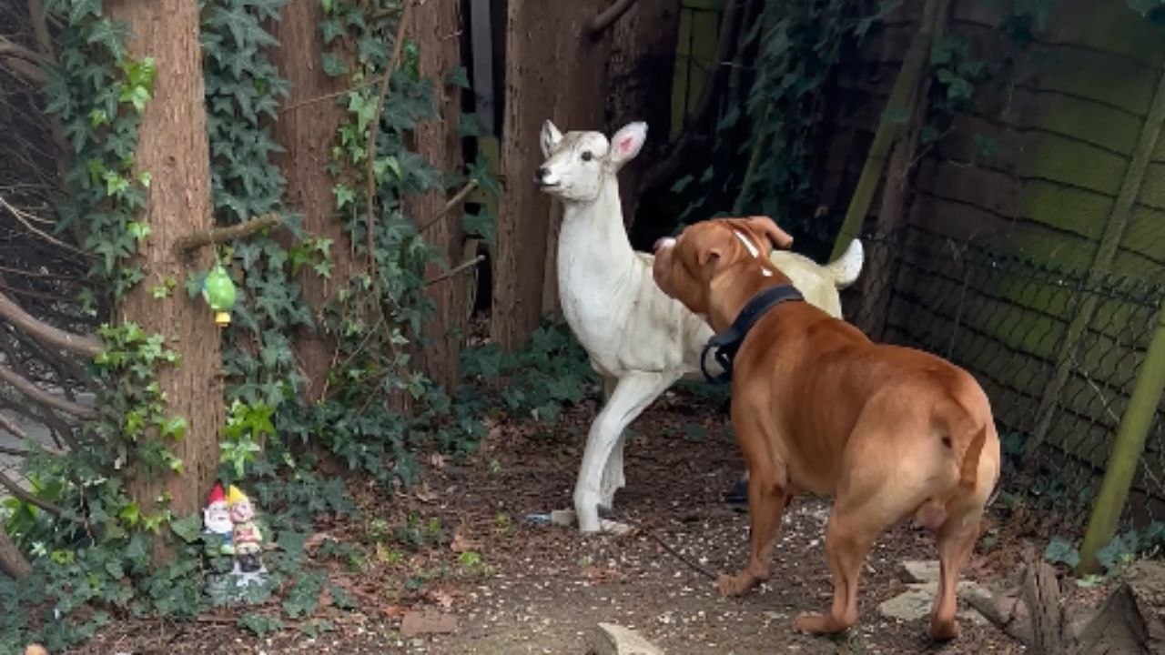 Confused Pup Questions Reality of Sheep Statue