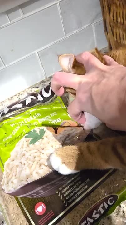 Owner Battles Stubborn Cat Over Bag of Dry Rice