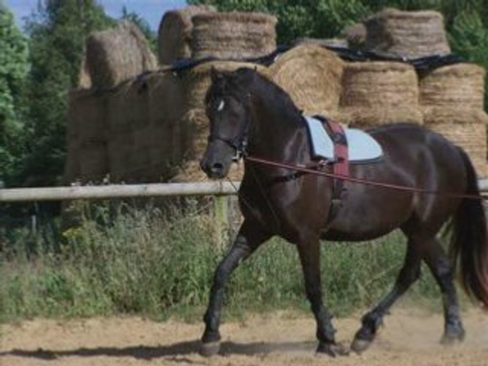 19 juillet 2008