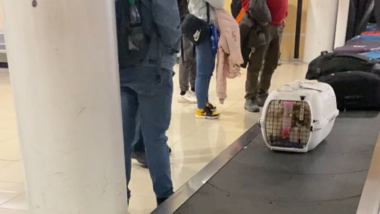 Heartwarming Encounter: Children Delight in Cat's Journey on Luggage Conveyor