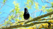 how do european starlings affect the ecosystem