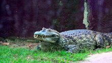 do american alligators attack humans