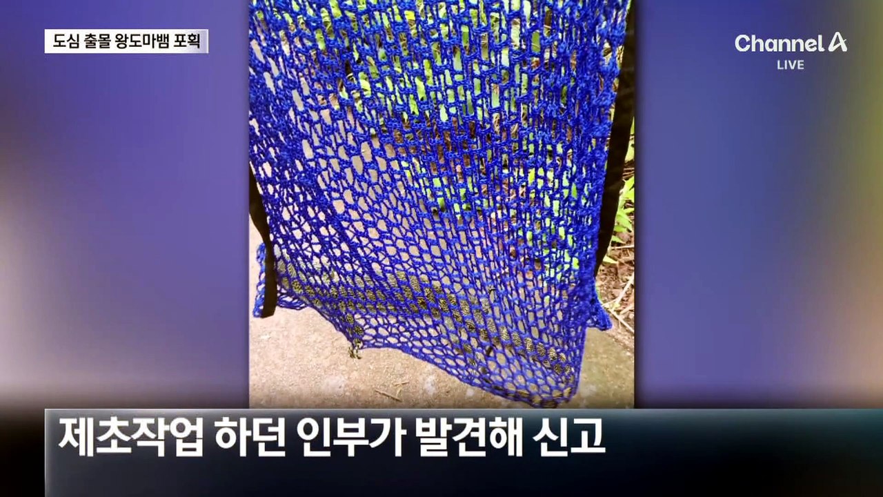 수색 11일 만에 ‘나일왕도마뱀’ 포획…주인에 다시 인계?