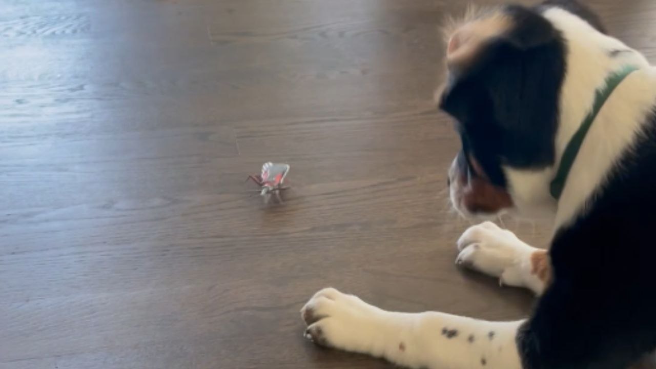 Timid dog reacts dramatically while engaging wi...