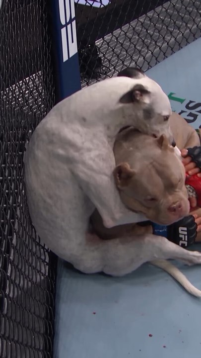 Mma bulldog vs staffy