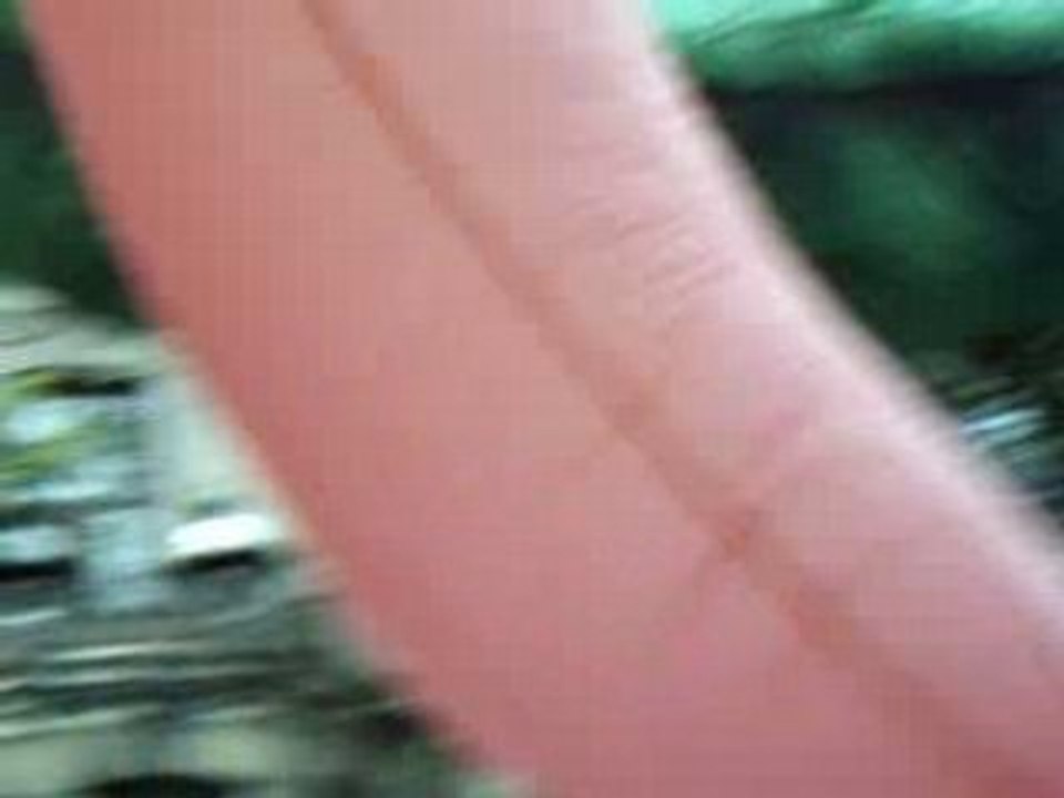 Rose 8