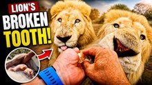 LION Has a BROKEN TOOTH! | The Lion Whisperer
