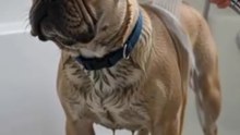 Dogs Lovers motivational story