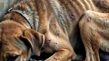 This poor baby is fighting just to survive… Look at those ribs