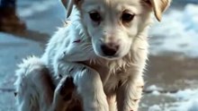 This little soul was left alone in the freezing cold… Skinny. Scared