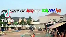 International pigeon / Merpati Tomprang