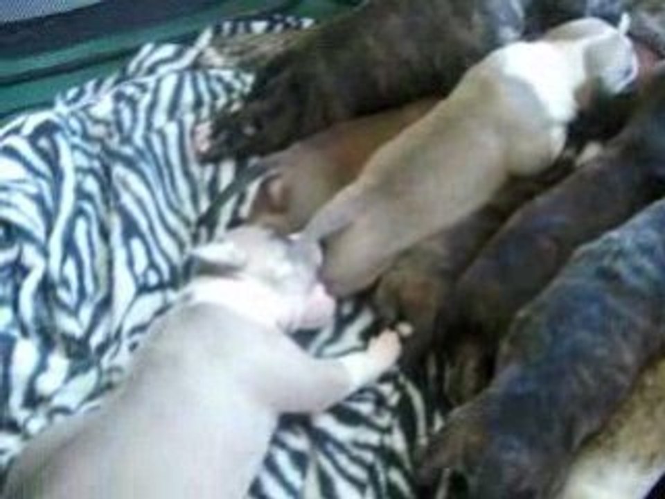 amstaff CHIOT QUI A LE HOQUET