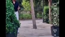Lo scherzo della pianta finta