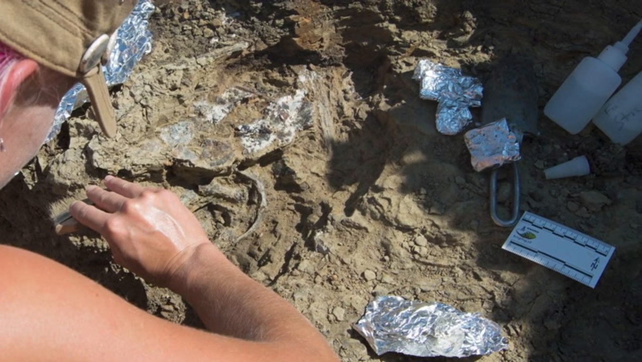 North Dakota Fossil Site Reveals When Asteroid...