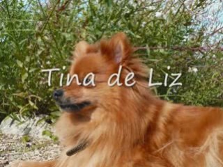 Anniversaire du Forum des Chiens   1 an