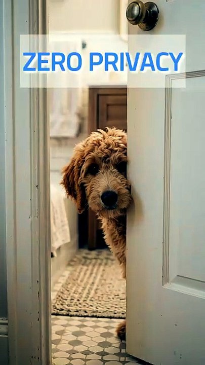 The Secret Reason Your Doodle Follows You To The Bathroom