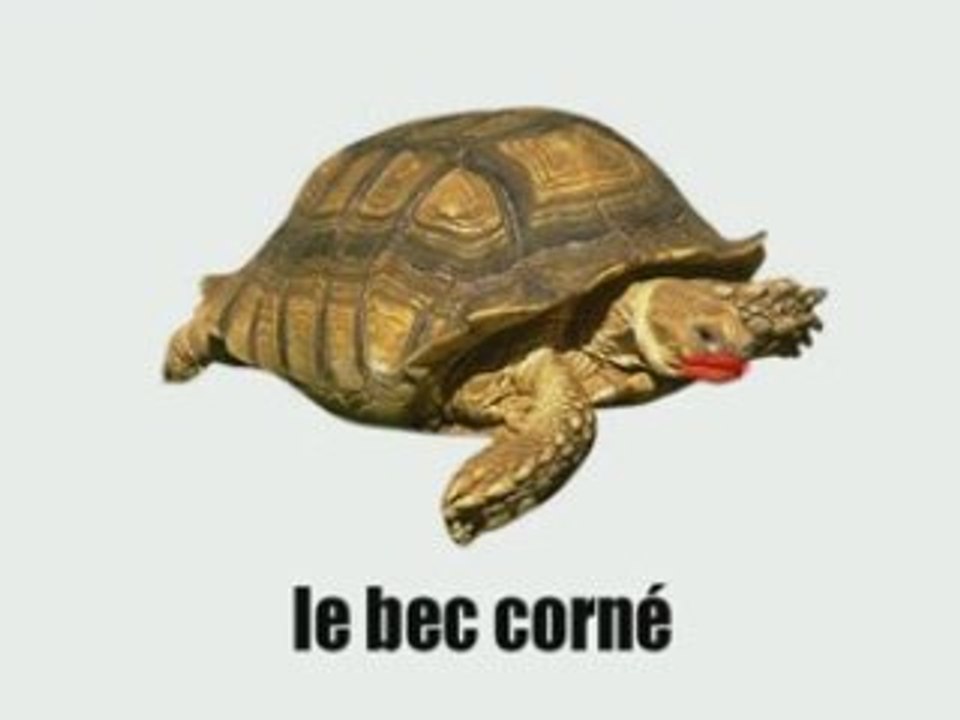 La Tortue