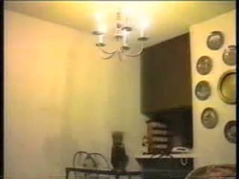 komik kedi videolari