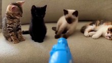 😹 Funny Cat Compilation 2026 – Non Stop Laughter Guaranteed  40