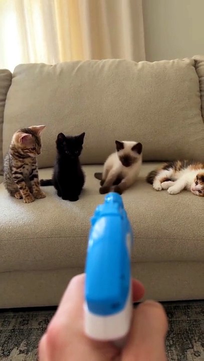 😹 Funny Cat Compilation 2026 – Non Stop Laughter Guaranteed  40