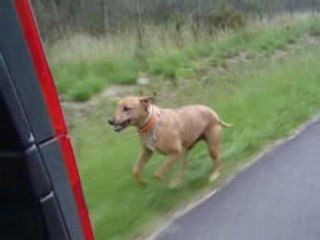 COURSE de RHODESIAN RIDGEBACK