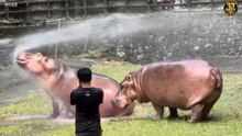 Thailand Zoo Walking Tour 🐘 | Khao Kheow Open Zoo | @DAIMOT