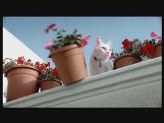 Roger Federer Nationale Suisse Ad