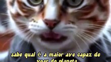 1 Minuto Animal — A maior ave que voa 🦅