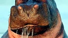 1 Minuto Animal — O hipopótamo é mais perigoso do que parece 😱