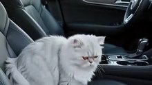Persian Cat Discovers the Heated Car Seat