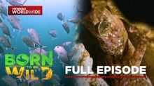 Dancing Fish of Batangas; Rainbow-Colored Gecko in Cagayan (Full Episode) | Born To Be Wild