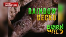 Butiki na natagpuan sa kuweba ng Cagayan, kulay rainbow?! | Born to be Wild